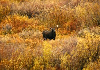 Bull Moose - Willow Flats