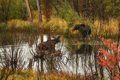 Bull and cow moose