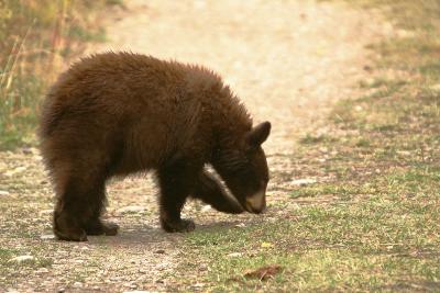 Black bear cub