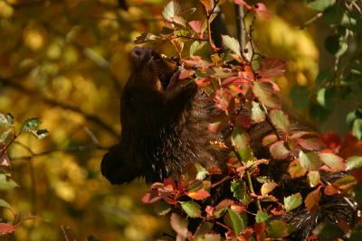 Eating berries