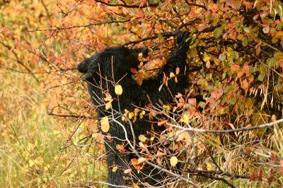 Mom black bear