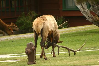 Elk rut ritual