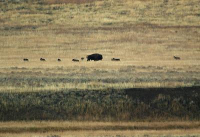 Wolves sniffing bison
