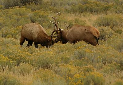 Elk fight