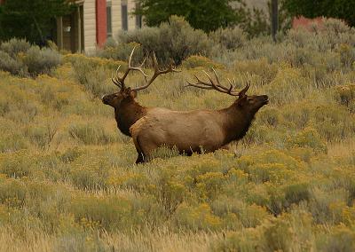 2-Headed elk