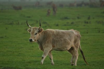 Heck Cattle at Oostvaardersplassen