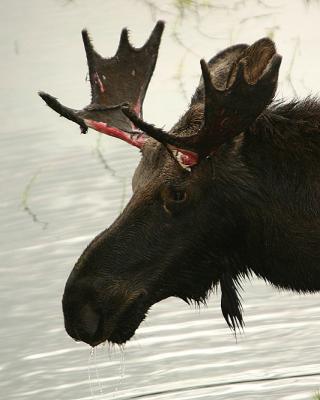 Bull moose