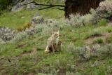 Coyote with pups