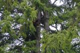 Cub in tree