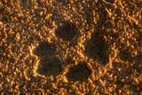 Wolf print