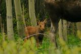 Moose calf