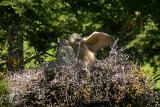 Great Horned Owlets