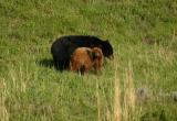 Mom and cinnamon cub