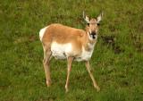 Pronghorn