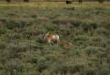 Pronghorn with baby