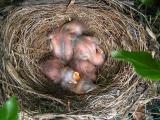 Blackbird chicks - Day 4