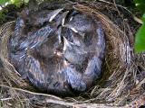 Blackbird chicks - Day 10