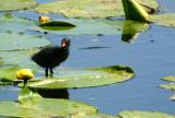 Common Moorhen chick