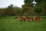 Red Deer