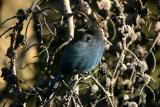 Stellers Jay