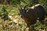 Bighorn sheep