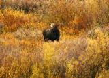 Bull Moose