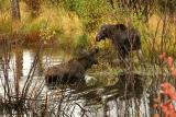 Flirting bull moose