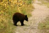 Black bear cub
