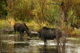 Bull and cow moose