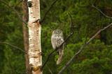 Great Gray Owl