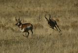 Pronghorn chase