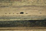 Wolves sniffing bison