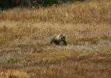 Grizzly