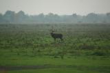 Red deer at Oostvaardersplassen