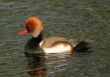 Red-Crested Pochard - male