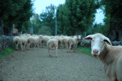 Livestock