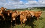 Young Aubrac cows