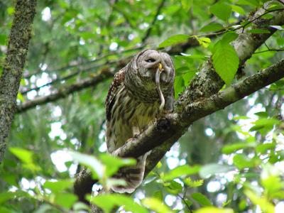 Barred Owl with snake