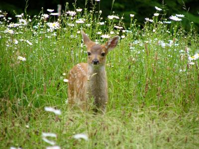 Fawn June 19