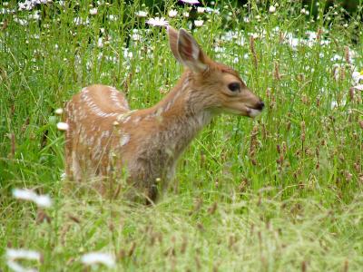 Fawn June 19