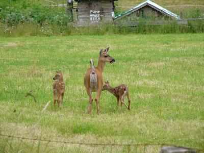 Doe and fawns