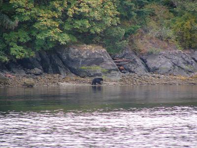 A black bear roaming along the Alberni Canal shore