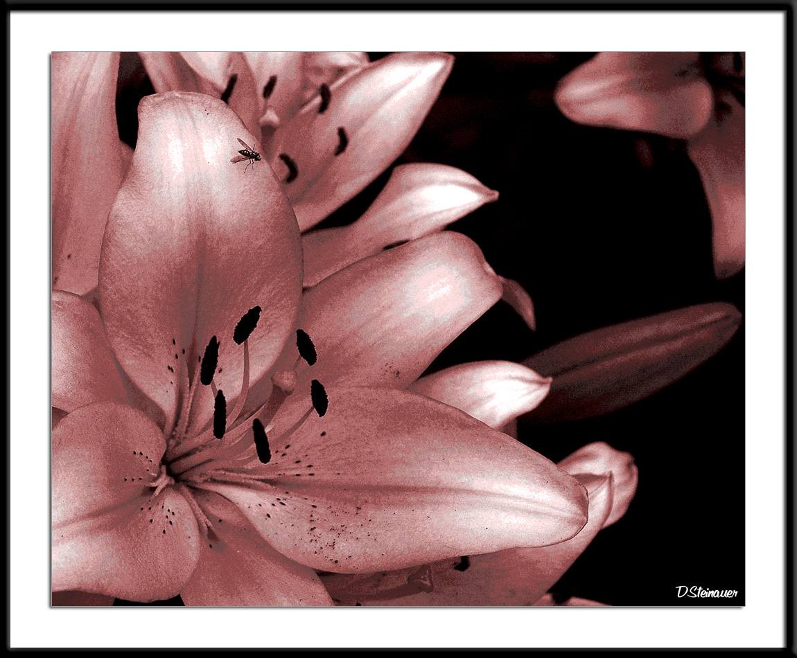 ds20050625_0260a3wF Lily Colorized Posterized-8.jpg