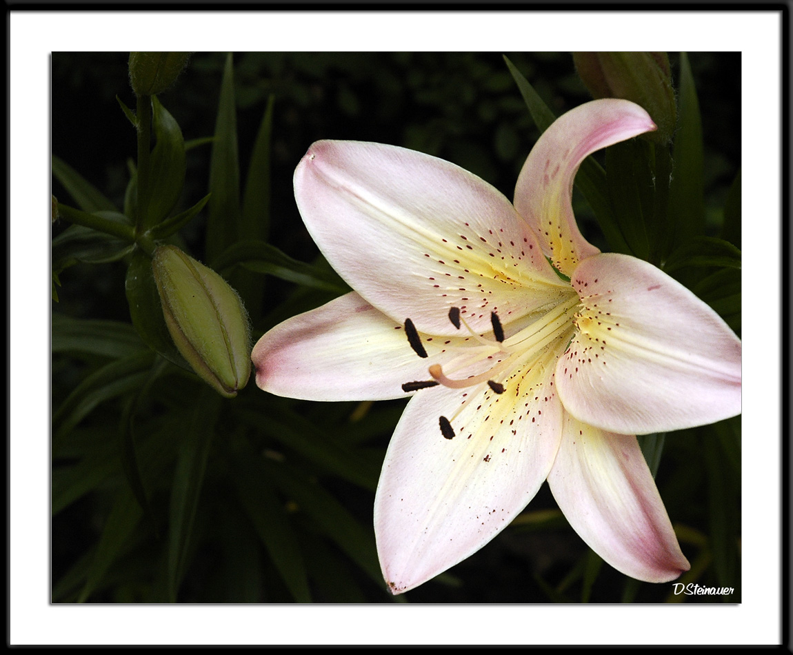 8/11/05 - YAF<br><font size=3>ds20050618_0180awF Lily.jpg</font>
