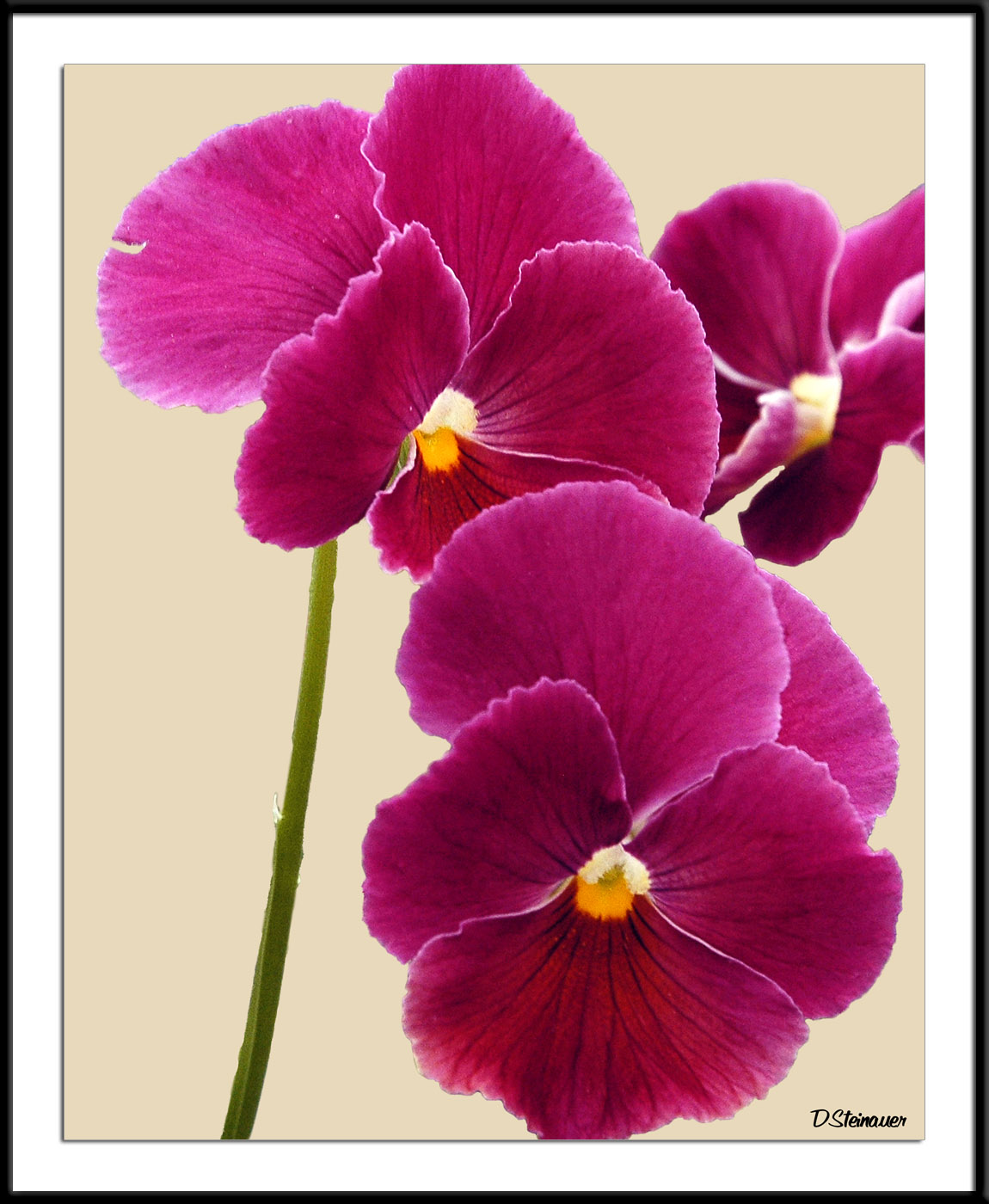 9/25/05 - Yet Another Pansy<br><font size=3>ds20050924_0062a1wF Red Pansies.jpg</font>