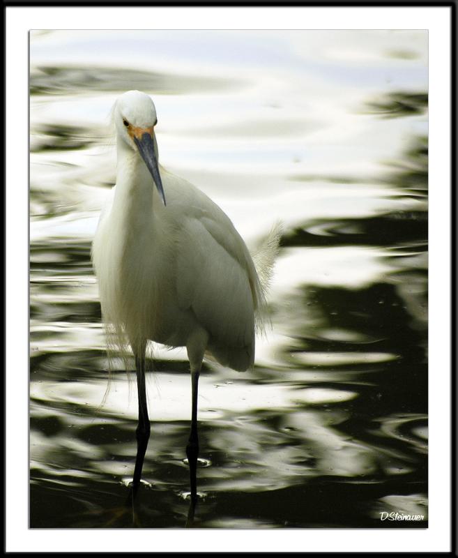 ds20050516_0379awF Wading Bird.jpg