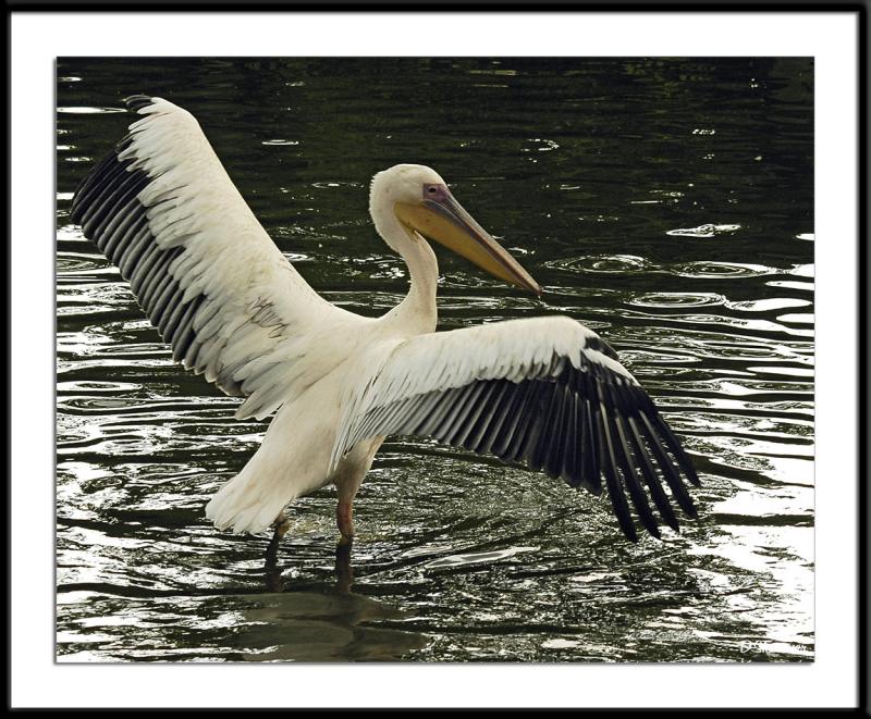 ds20050516a_0114awF Pelican.jpg