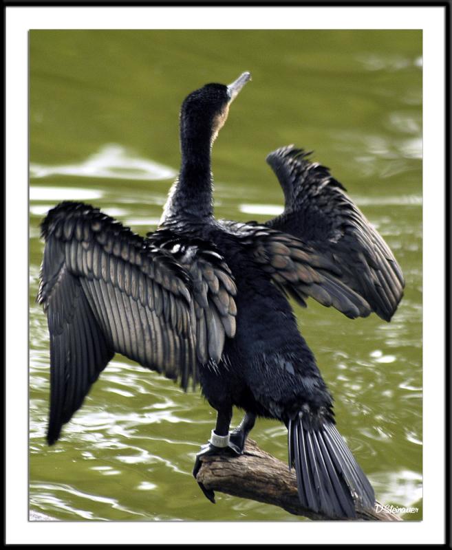 ds20050516a_0169awF Cormorant.jpg