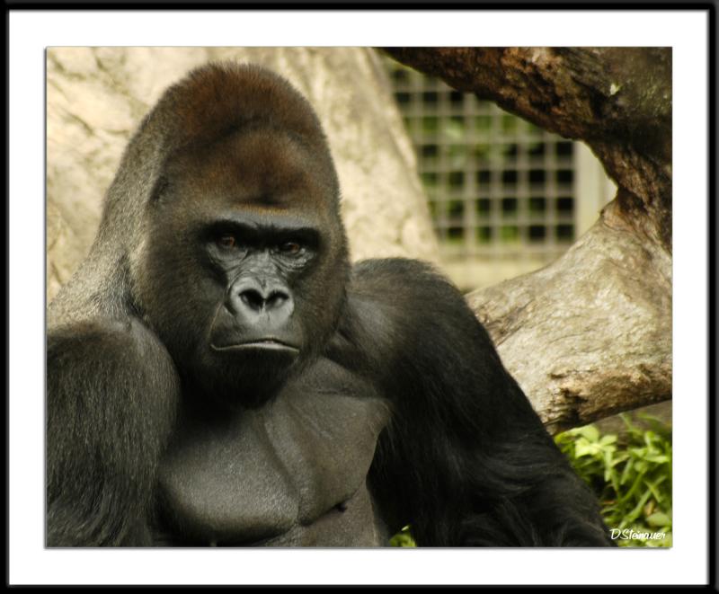 ds20050516_0186awF Gorilla.jpg