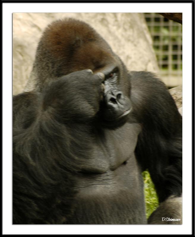6/3/05 - SP Friday<br><font size=3>ds20050516_0189awF Gorilla.jpg</font>